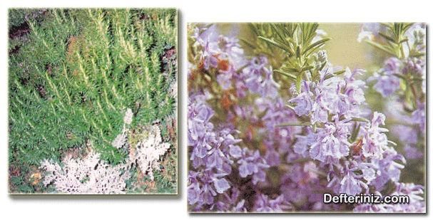 Biberiye - Kuşdili Otu (Rosmarinus) bitkisinin genel görünüşü , çiçek ve yaprak yapısı.