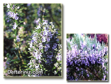 R. officinalis “Benenden Blue ve R. officinalis ‘’Roseus’’ türleri.