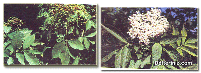 Sambucus nigra türünün yaprakların ve çiçeklerin görünüşü.