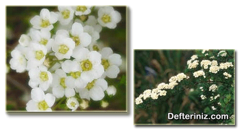 Spiraea arguta türünün genel görünüşü ve çiçek yapısı.
