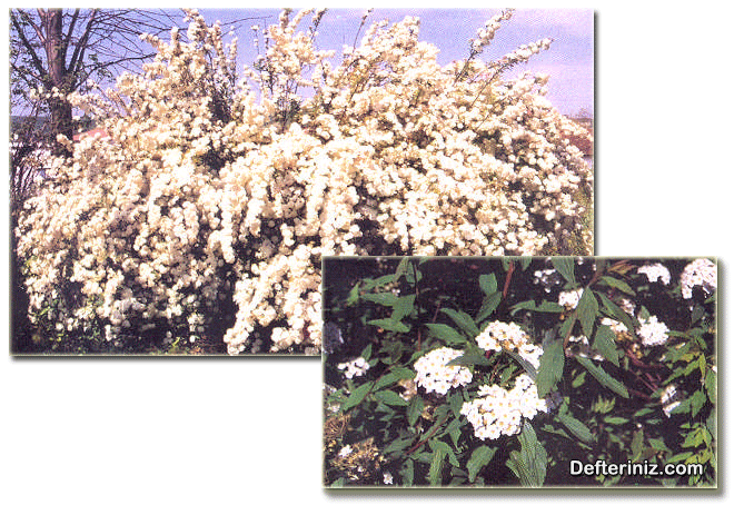 Spiraea vanhouttei türünün genel görünüşü, çiçek ve yaprakları.
