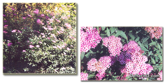 Spiraea x bumalda türünün genel görünüşü, çiçek ve yaprakların görünüşü.