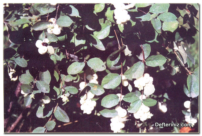 Symphoricarpos albus ( beyaz inci ) türünün çiçek ve yaprakların görünüşü.