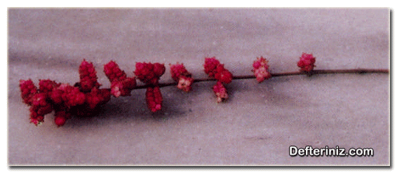 Symphoricarpos vulgaris ( kırmızı inci ) türünün çiçek ve yaprakların görünüşü.