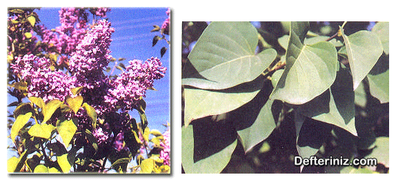 Syringa vulgaris ( Adi, Yaban Leylağı ) türünün genel ve yaprakların görünüşü.