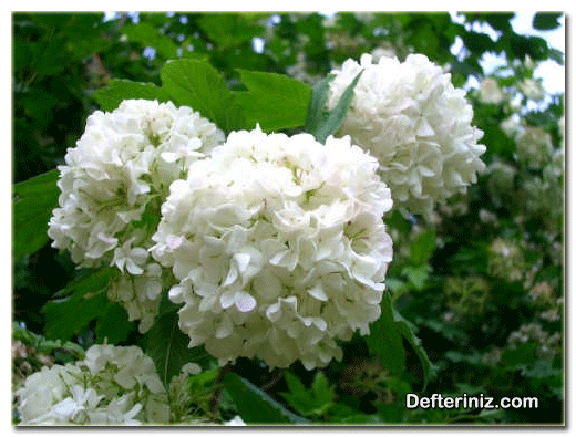 Kartopu (Viburnum) bitkisinin genel görünüşü.