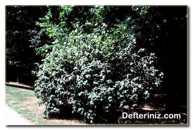 Kartopu (Viburnum) bitkisinin peyzajda kullanımı.