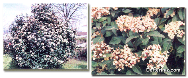 Viburnum tinus ( Defne kartopu ) türünün genel görünüşü ve çiçeklerin görünüşü.
