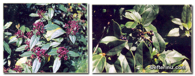 Viburnum tinus ( Defne kartopu ) türü, meyvelerin ve olgunlaşmış meyvelerin görünüşü.