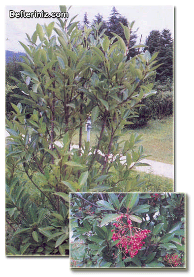 Viburnum japonicum (Japon kartopu) türünün genel görünüşü ve meyvelerin görünüşü.