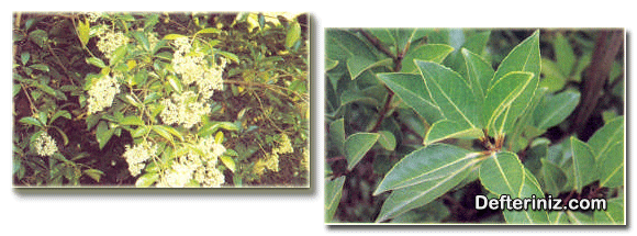 Viburnum japonicum (Japon kartopu) türü, çiçeklerin görünüşü ve yaprakların görünüşü.