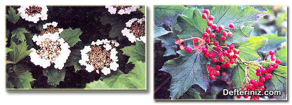 Viburnum orientalis ( Doğu kartopu ) türü, çiçeklerin ve olgunlaşmış meyvelerin görünüşü.