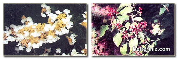 Viburnum plicatum ( Tüylü kartopu ) türü, çiçeklerin ve olgunlaşmış meyvelerin görünüşü.
