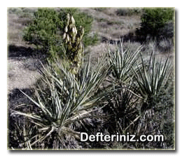Avize (Yucca) bitkisinin genel görünüşü.