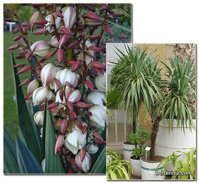 Yucca gloriosa türü için bitki ve çiçeklerin görünüşü.