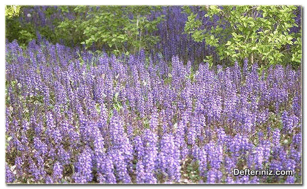 Mayasıl Otu (Ajuga) bitkisinin peyzajda kullanımı.