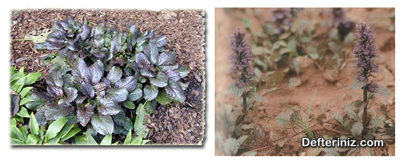 Ajuga reptans (Adi mayasıl) türünün değişik görünüşleri.