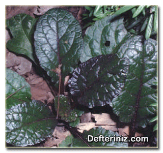 Ajuga reptans “Atropurpurea” Atropurpurea.