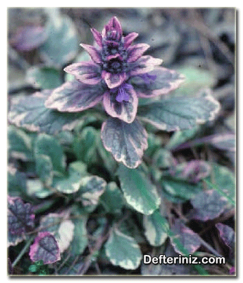 Ajuga reptans “Variegata”.