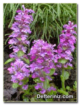 Ajuga reptans “Pink Spires”.