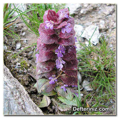 Ajuga pyramidalis türünün genel görünüşü.