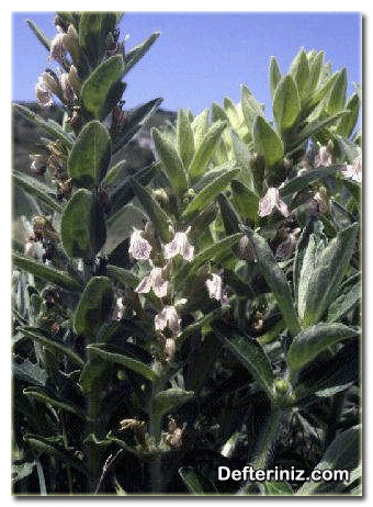 Ajuga laxmannii türünün değişik görünüşleri.