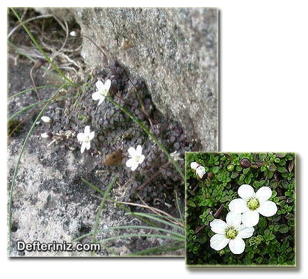Arenaria balearica türünün değişik görünüşleri.