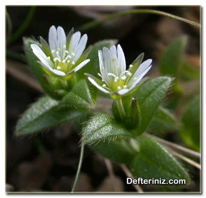 Boynuz Otu - Fare Kulağı (Cerastium) bitkisinin genel görünüşü.