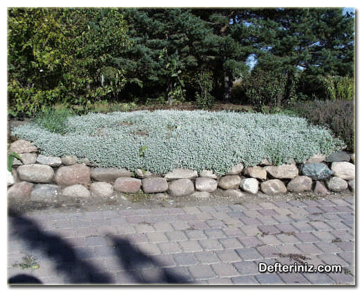 Boynuz Otu - Fare Kulağı (Cerastium) bitkisinin peyzajda kullanımı.