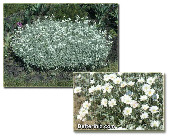Cerastium tomentosum türünün değişik görünüşleri.