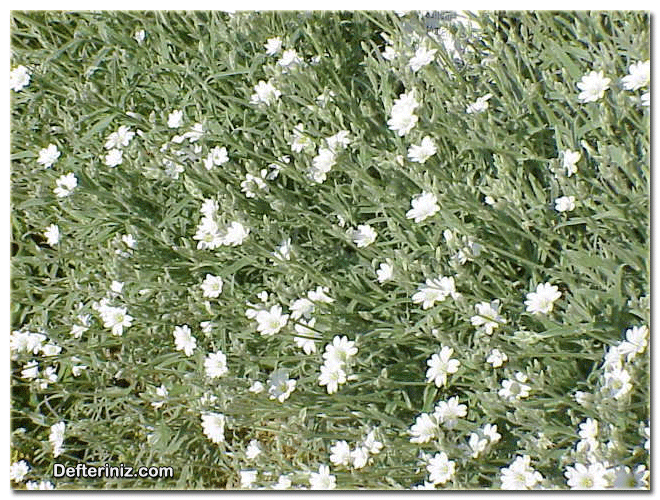 Cerastium columnea türünün genel görünüşü.