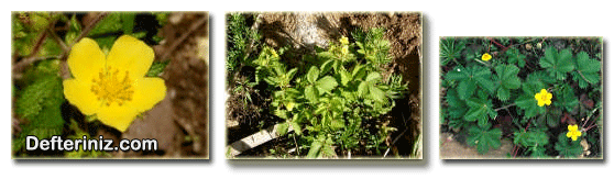 Parmak Otu - Beş Parmak Otu - Çilek Otu (Potentilla) bitkisinin değişik görüntüleri.
