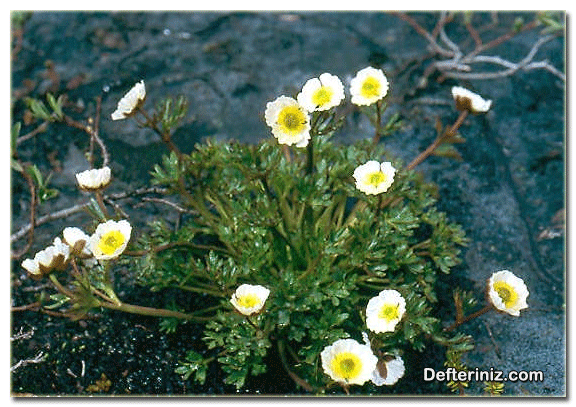 Ranunculus glacialis (Glasiye düğün çiçeği) türünün genel görünüşü.
