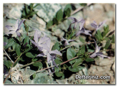 Vinca herbacea (kaya sarmaşığı) türünün genel görünüşü.