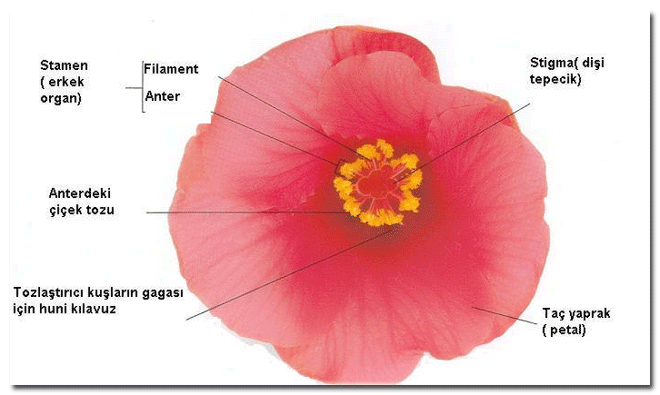 Kapalı tohumlu bitkilerde bir iki çenekli bitkinin çiçeği.