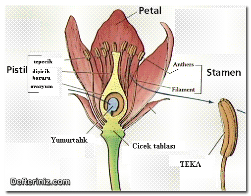 Kapalı tohumlu bir bitkinin çiçek yapısı.