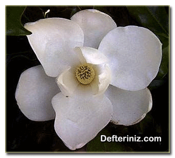 Magnoliidae, Çift Çenekli türünden bir çiçek.