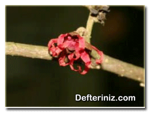 Hamamelidae, Çift Çenekli türünden bir çiçek.