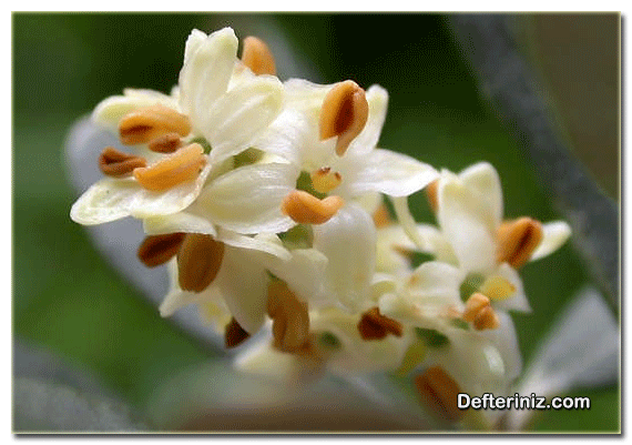 Asteridae, Çift Çenekli türünden bir çiçek.