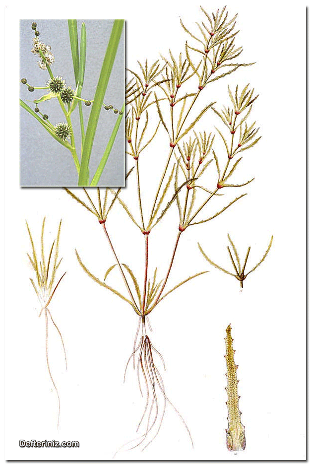 Alismatidae, Tek Çenekli türüne ait bitkiler.