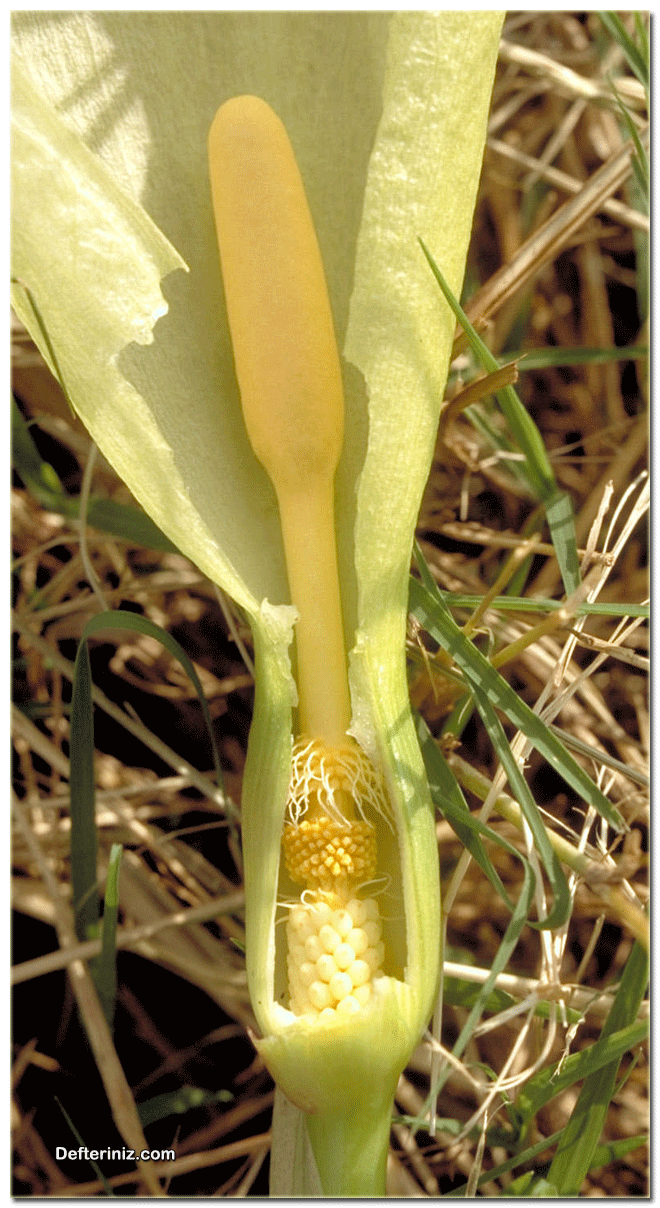 Arecidae, Tek Çenekli türüne ait bitki.