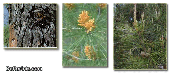 Kızılçam bitkisinin gövde, erkek ve dişi kozalak yapısı.