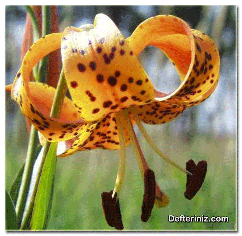 Liliidae, Tek Çenekli türüne ait bir bitki.