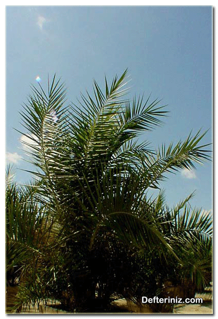Palmiye yapraklı açık tohumlu bir bitki.