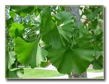 Fil kulağı yapraklı açık tohumlu bir bitki.