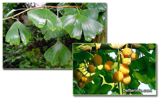 Ginkgo bitkisinin yaprağı ve meyvesi.