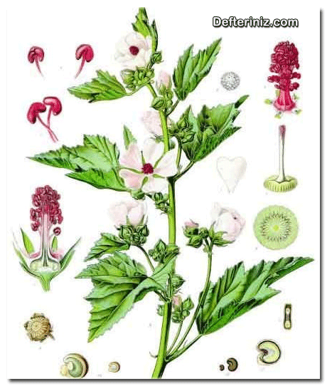 Adi Hatmi - Gül Hatmi (Althaea) bitkisinin genel görünümü.