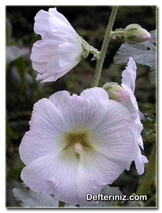 Althaea chinensis ( Çin Hatmisi) Türü.
