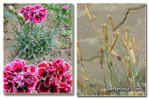 Dianthus caryophyllus ( Çiçekçi Karanfili, Bahçe Karanfili, Adi Karanfil ) Türü.