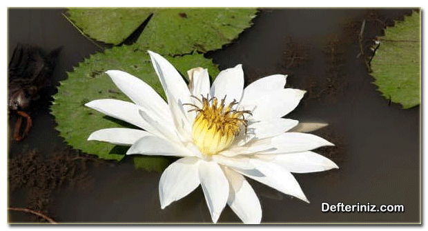 Nymphea lotus ( Mısır Lotusu ) Türü.
